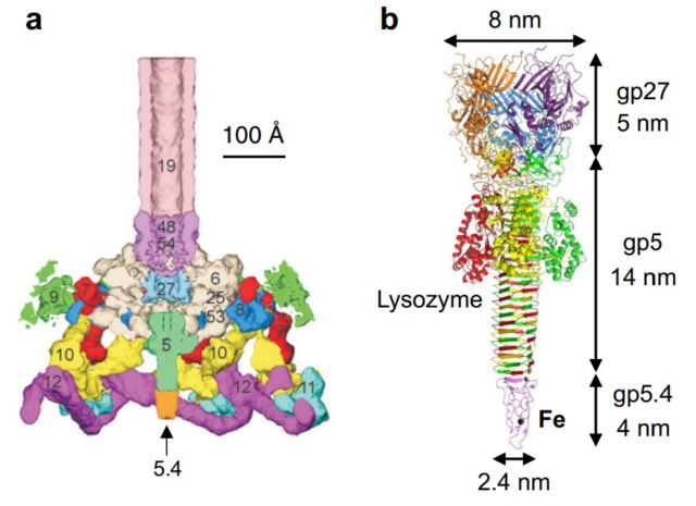 The amazing design of the T4 bacteriophage and its DNA packaging motor Struct22