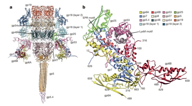 The amazing design of the T4 bacteriophage and its DNA packaging motor Struct26