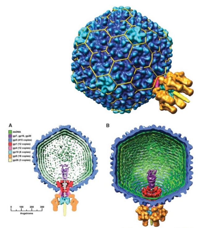 The amazing design of the T4 bacteriophage and its DNA packaging motor Surfac10