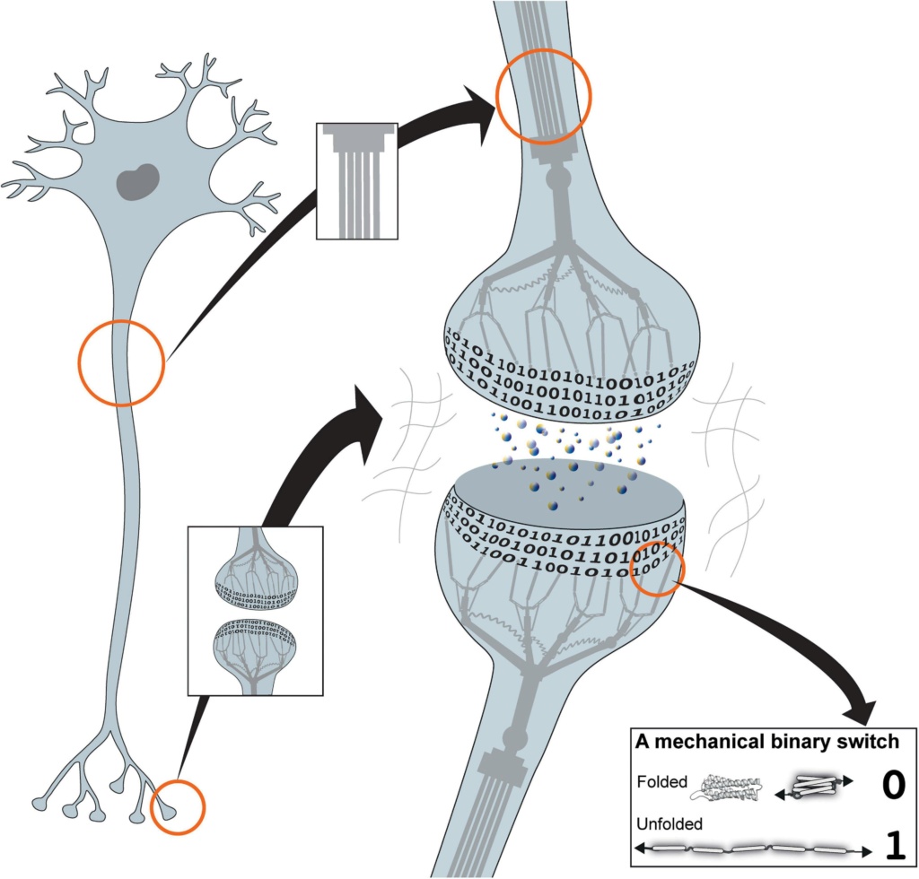 Talin as a mechanosensitive signaling hub Synaps10