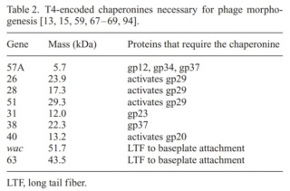 The amazing design of the T4 bacteriophage and its DNA packaging motor T4-enc11