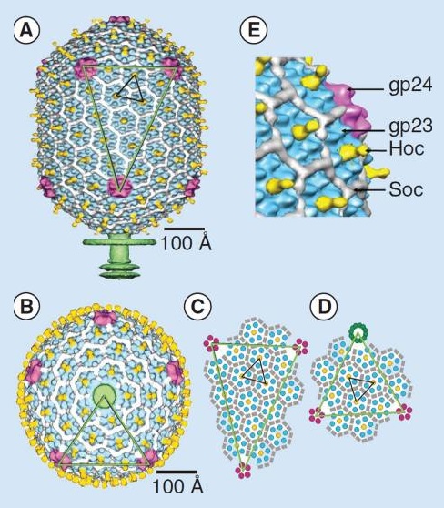 The amazing design of the T4 bacteriophage and its DNA packaging motor T4_bac11