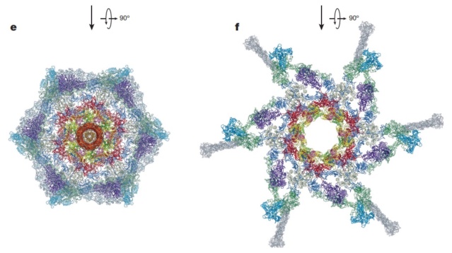 The amazing design of the T4 bacteriophage and its DNA packaging motor T4_bas12