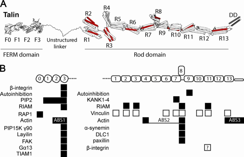 Talin as a mechanosensitive signaling hub Talin10