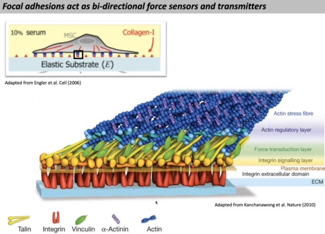 Talin as a mechanosensitive signaling hub Talin11