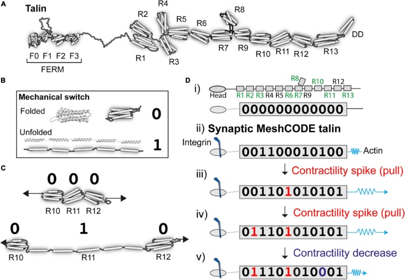 Talin as a mechanosensitive signaling hub Talin_10