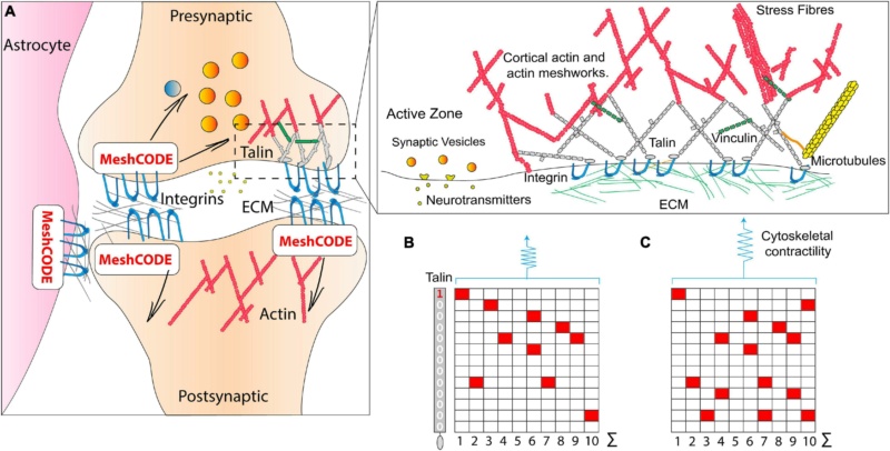 Talin as a mechanosensitive signaling hub Talin_11