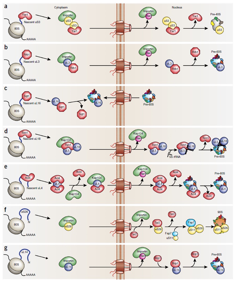 Translation through ribosomes,  amazing nano machines Target11