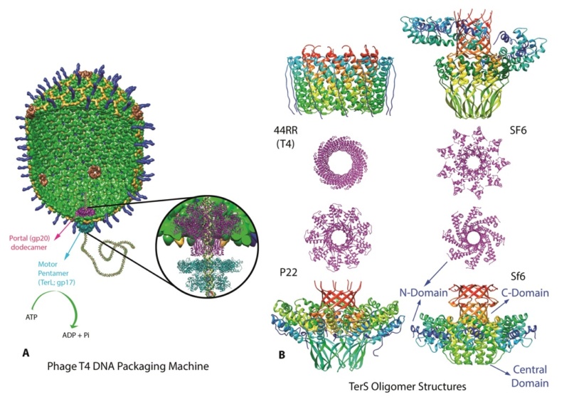 The amazing design of the T4 bacteriophage and its DNA packaging motor The_as14