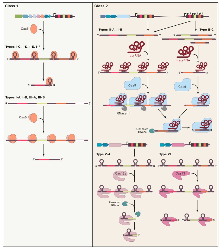Origin of CRISPR-Cas molecular complexes of prokaryotes The_cr10