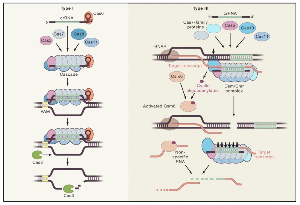 Origin of CRISPR-Cas molecular complexes of prokaryotes The_in10