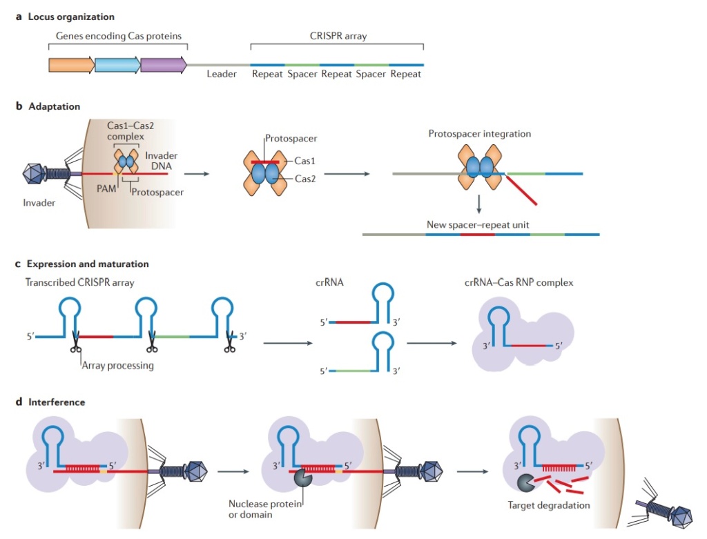 Origin of CRISPR-Cas molecular complexes of prokaryotes The_th10
