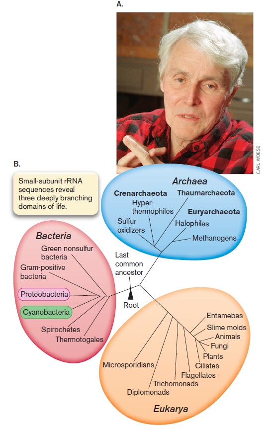 Differences in the 3 domains of life Three_10