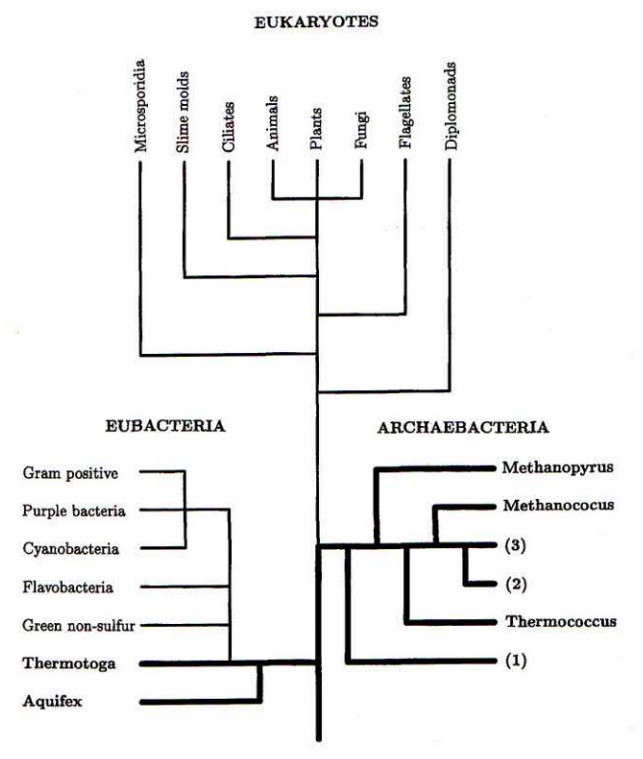 Differences in the 3 domains of life Tree_o10