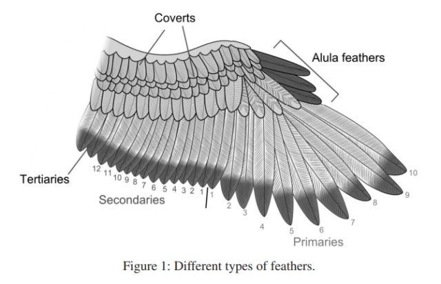 Can the origin of feathers be explained through evolution ?  Types_10