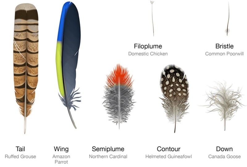 Can the origin of feathers be explained through evolution ?  Types_13