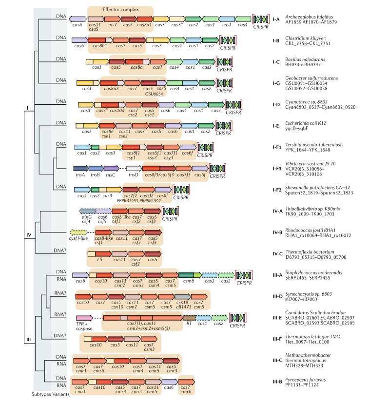 Origin of CRISPR-Cas molecular complexes of prokaryotes Update10