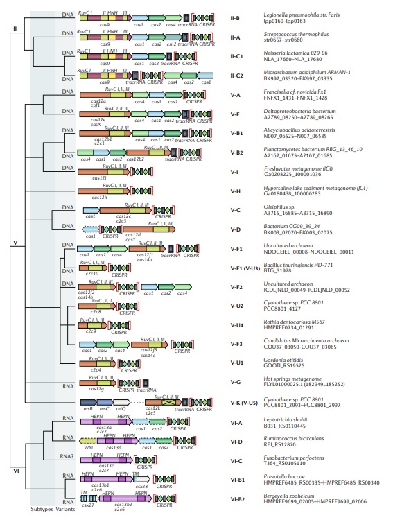 Origin of CRISPR-Cas molecular complexes of prokaryotes Update11