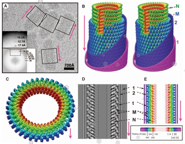 Principles of fascinating Virus Architecture: By evolution, or design ? Vsv_vi10