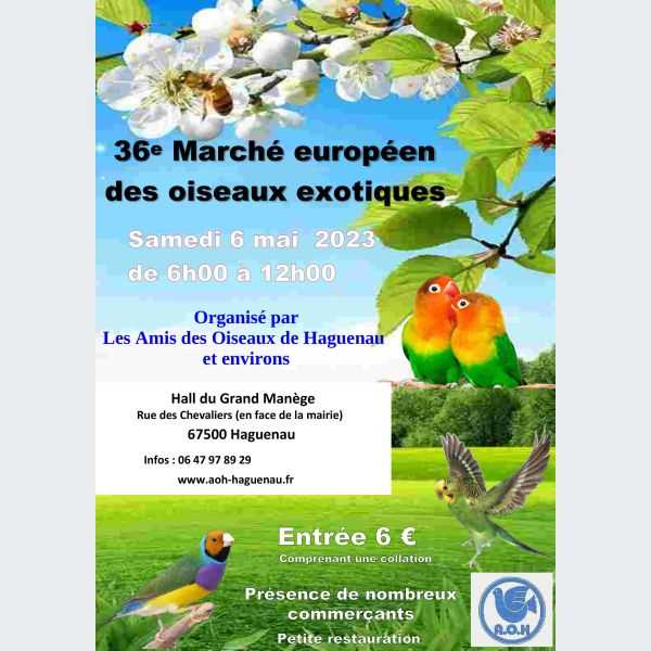 Haguenau (67) - (Marché européen des oiseaux exotiques) 16806910