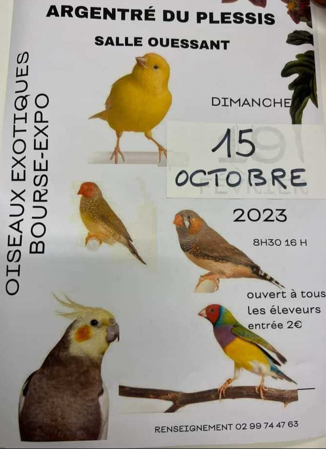 Argentré-du-Plessis (35) - (Bourse aux oiseaux) 20230923