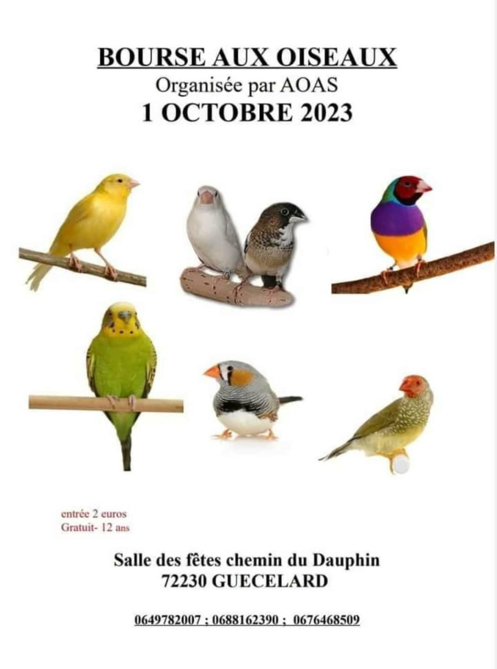 Guécélard (72) - (Bourse aux oiseaux) Img_1148