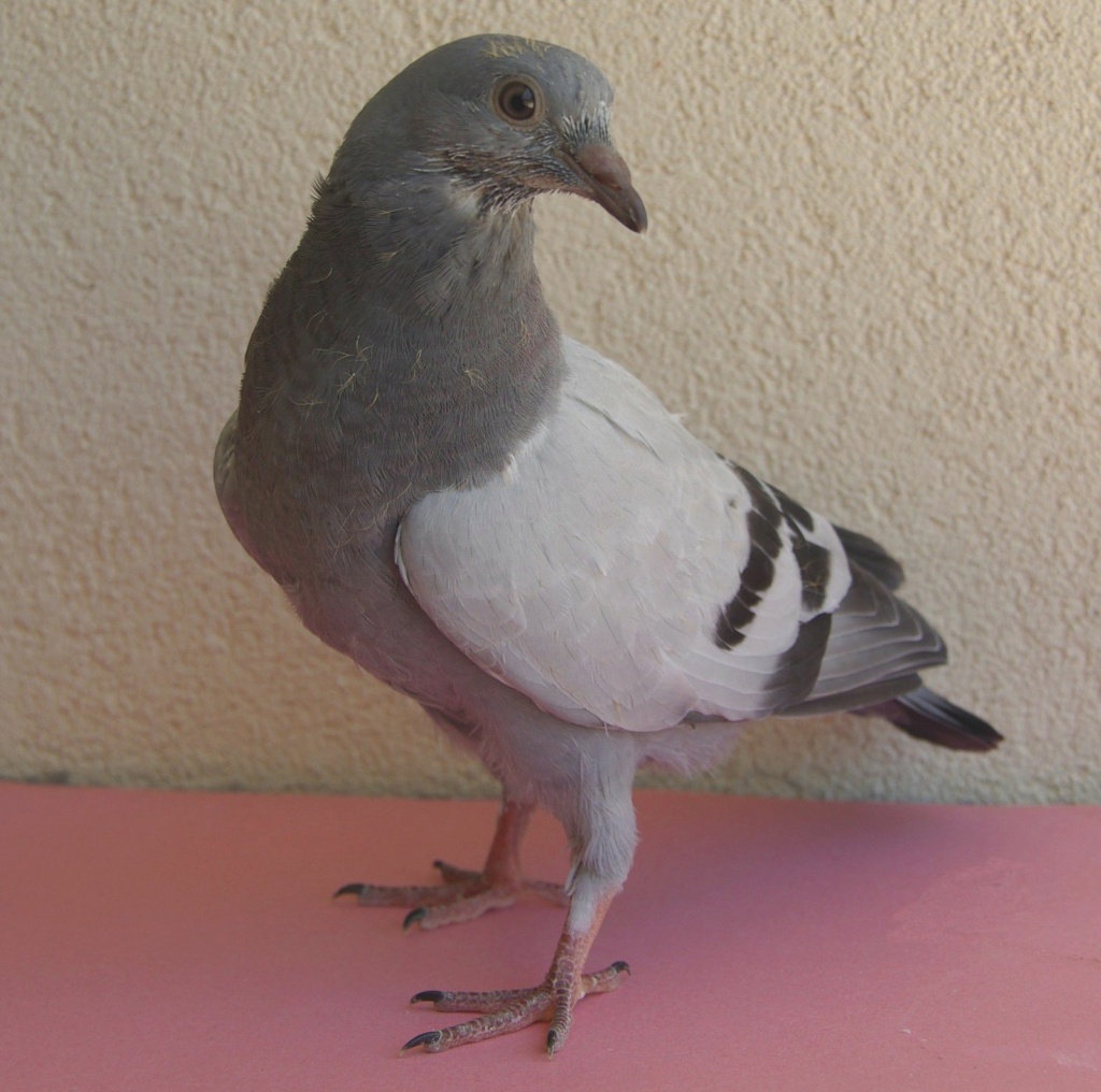 Oeuf de pigeon couvé par poule naine - Page 4 Parfai10