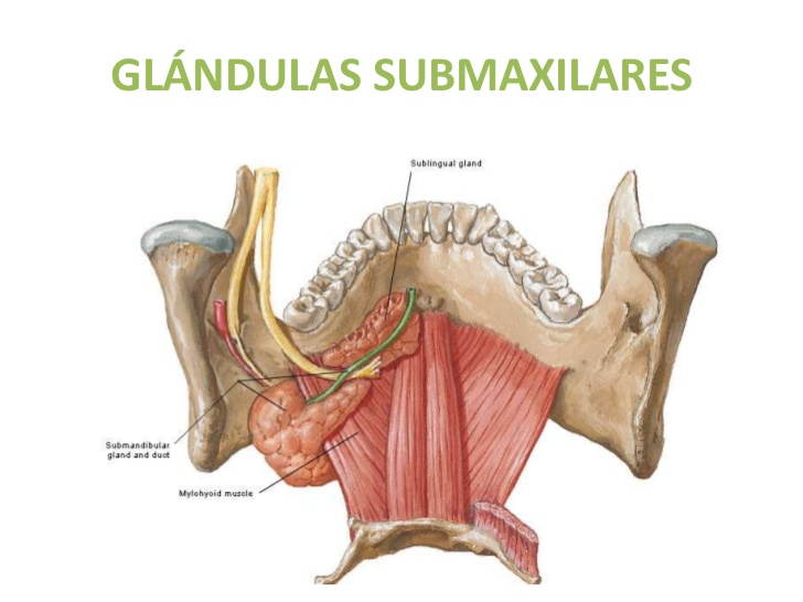 Muscle rectus du cou + canal de Wharton  6f7d5210