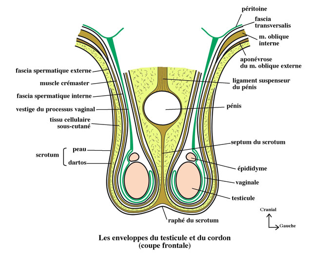 Cordon spermatique, fascia de Denonvilliers et vaginale  Bourse11