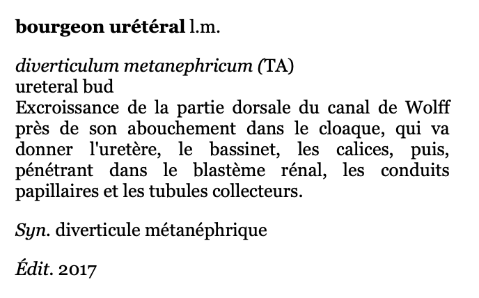 Diverticule métanéphrique Captur14