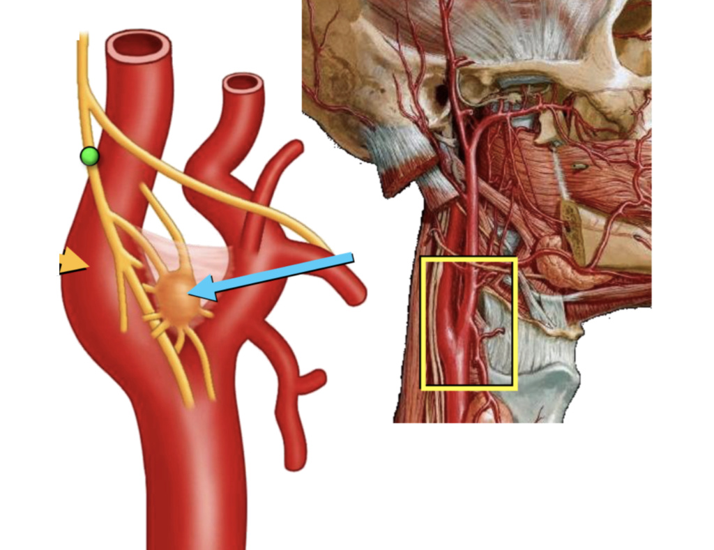 sinus carotidien - corpuscule carotidien Captur43