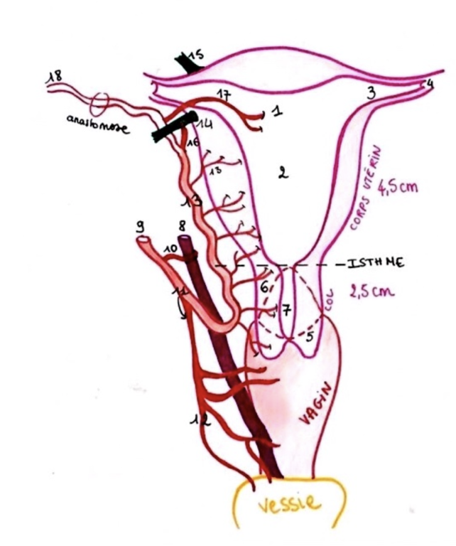 Vascularisation du corps utérin Captur51