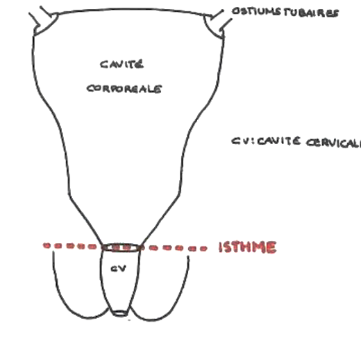 Cavité utérine Captur66