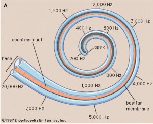 Lame spirale - cochlée Cochle12