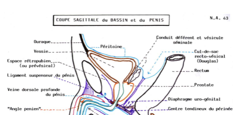 Cul de sac de Douglas et prostate