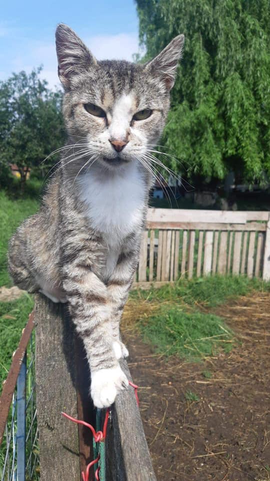 LILLY - TIGRÉE GRISE - SENIOR - EN FALD DANS LE DEPARTEMENT 75 24162110