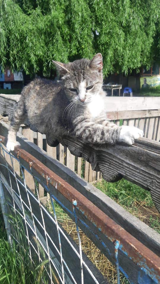 LILLY - TIGRÉE GRISE - SENIOR - EN FALD DANS LE DEPARTEMENT 75 24162510
