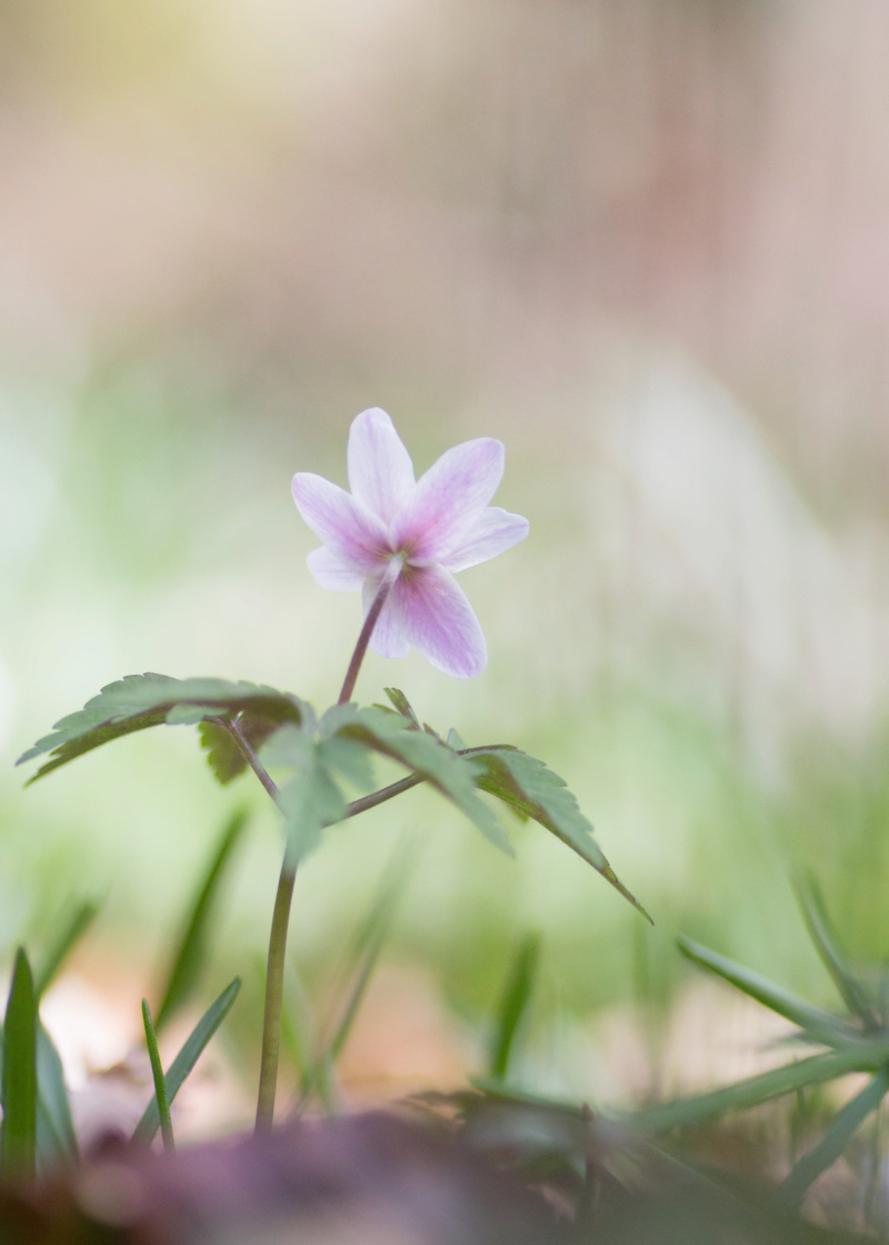 Wildflowers Img_6810