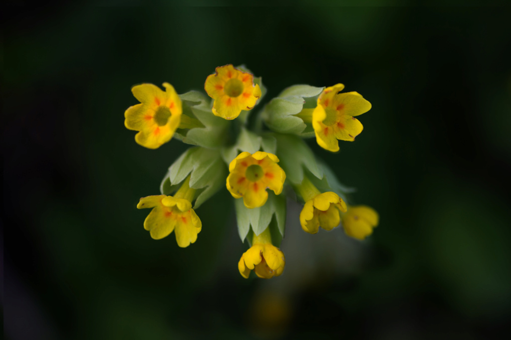 Wildflowers Img_8311