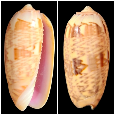 Miniaceoliva hirasei ameliae Strano, 2016 - Worms = Oliva hirasei ameliae Strano, 2016 Amelia11