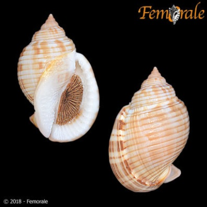 Semicassis de Méditerranée: différence entre le Semicassis granulata et le Semicassis undulata   Captur19