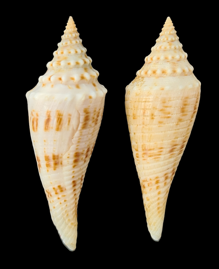 Conasprella (Fusiconus) elokismenos (Kilburn, 1975)  Gd-pho13