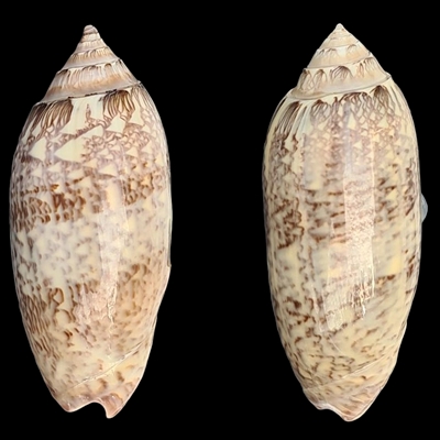 Americoliva bewleyi Marrat, 1870 - Worms = Oliva bewleyi Marrat, 1870 Obcn10