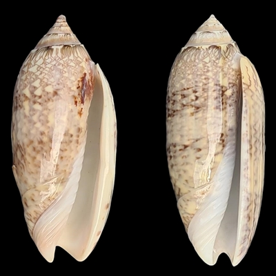 Americoliva bewleyi Marrat, 1870 - Worms = Oliva bewleyi Marrat, 1870 Obcvn10