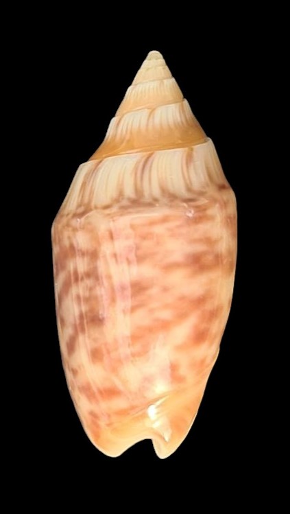 Annulatoliva parkinsoni (Prior, 1957) - Worms = Oliva parkinsoni Prior, 1975 Pa1110