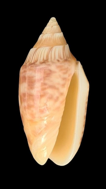 Annulatoliva parkinsoni (Prior, 1957) - Worms = Oliva parkinsoni Prior, 1975 Pa2110