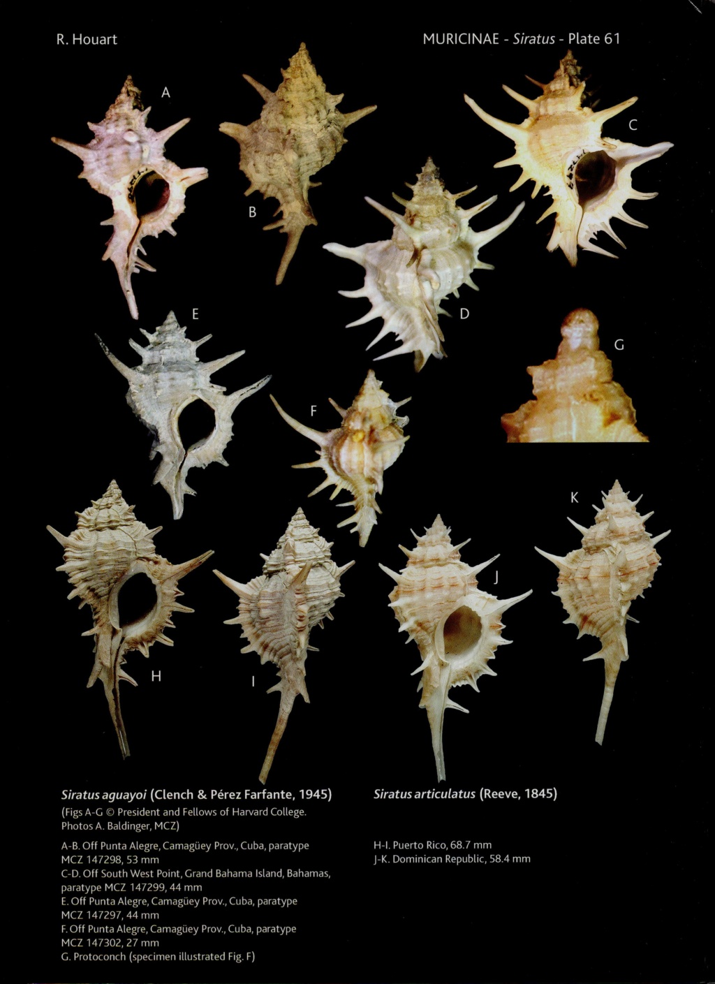 Muricidae  Muricinae Siratus - Discussion sur le genre, la planche Siratu10