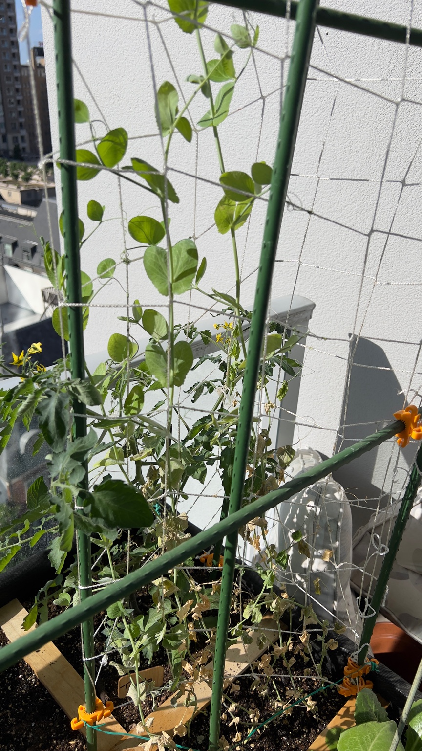 Assistance Needed: Sugar Snap Peas Yellowing and Wilting E15f0d10
