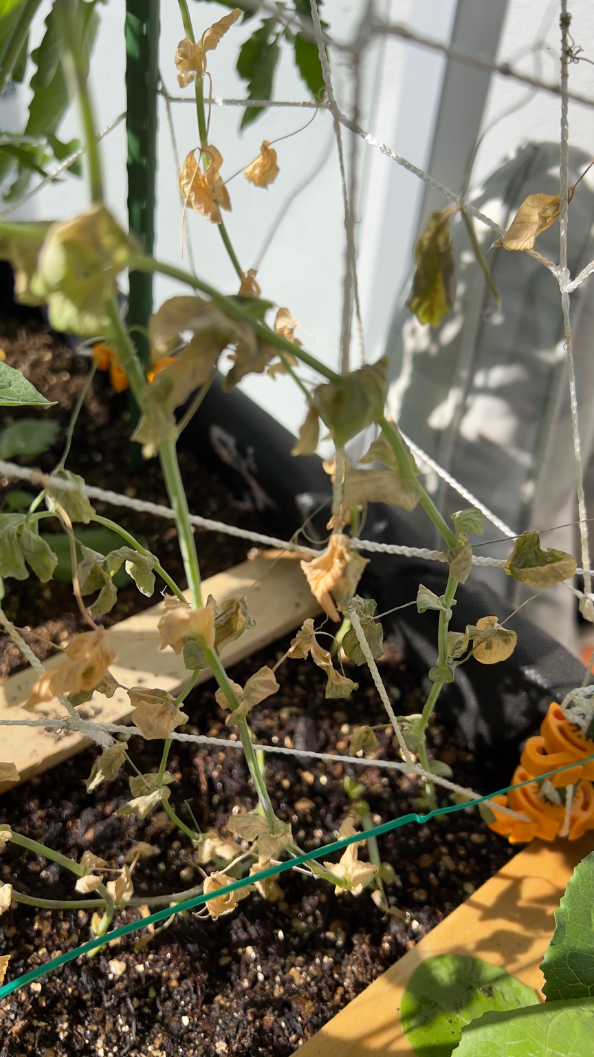 Assistance Needed: Sugar Snap Peas Yellowing and Wilting F8321810