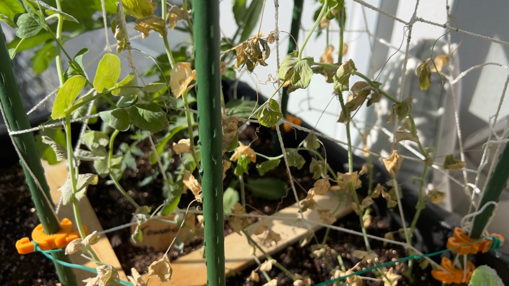 Assistance Needed: Sugar Snap Peas Yellowing and Wilting Fc0d3510